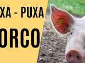 porco puxa o quê no jogo do bicho - número do porco no bicho